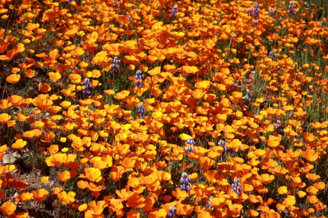 figueroa mountain poppies
