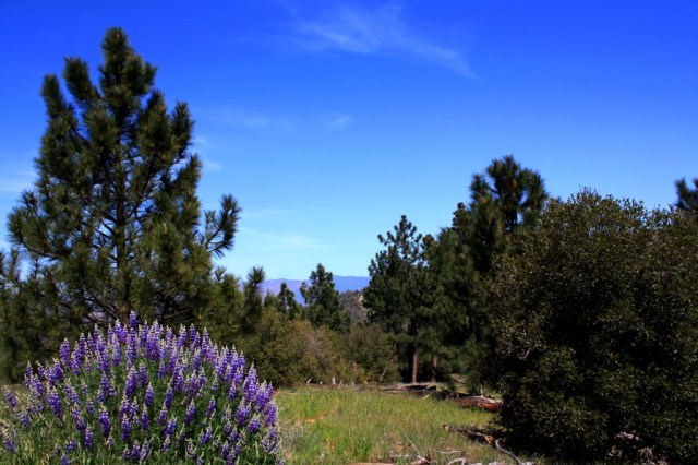 Figueroa Mountain Zaca Ridge bush lupine