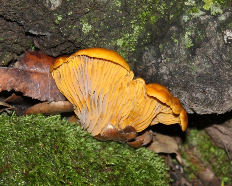Chanterelle Mushrooms Jack Elliott's Santa Barbara Adventure
