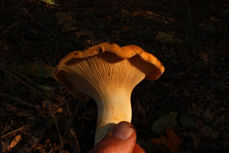 Chanterelle Mushrooms Jack Elliott's Santa Barbara Adventure