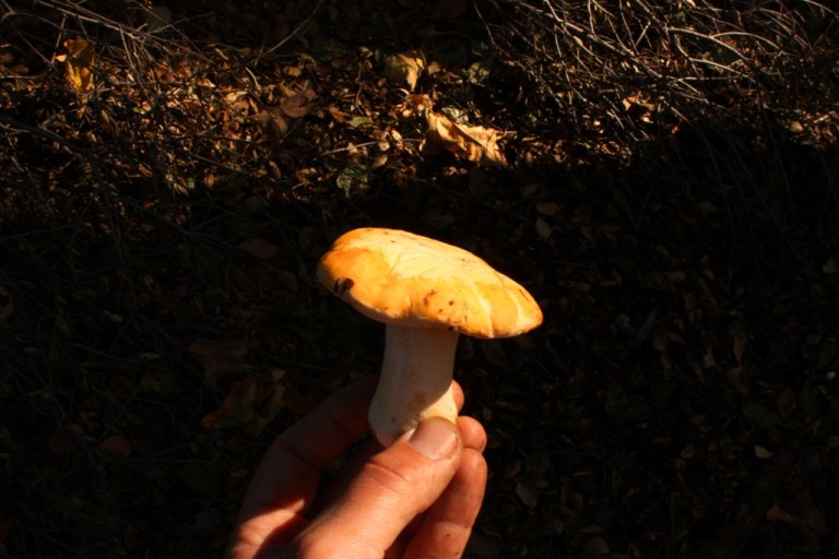 Chanterelle Mushrooms Jack Elliott's Santa Barbara Adventure