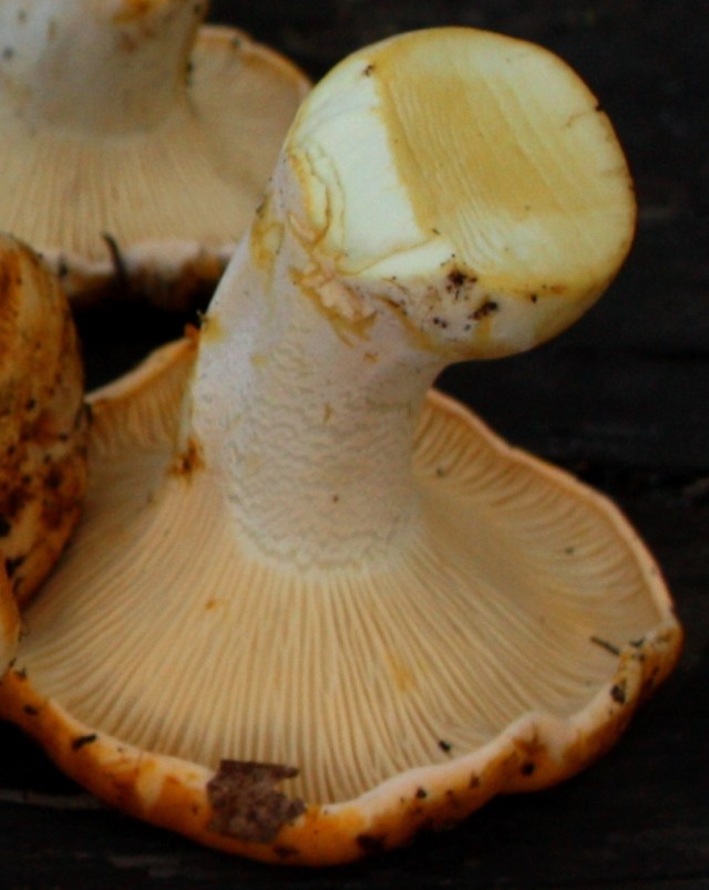 Chanterelle Mushrooms Jack Elliott's Santa Barbara Adventure