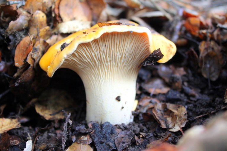 Chanterelle Mushrooms Jack Elliott's Santa Barbara Adventure