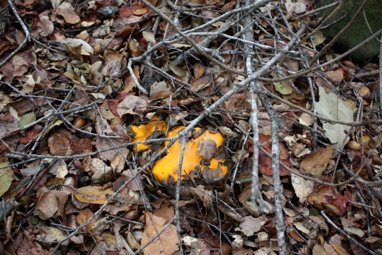 Chanterelle Mushrooms Jack Elliott's Santa Barbara Adventure