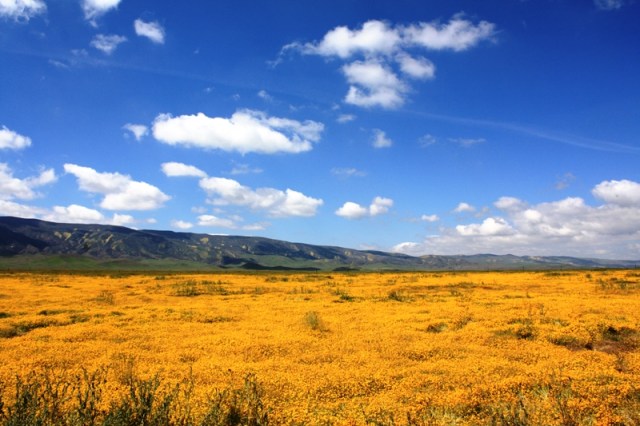 Carrizo Plain wildflowers