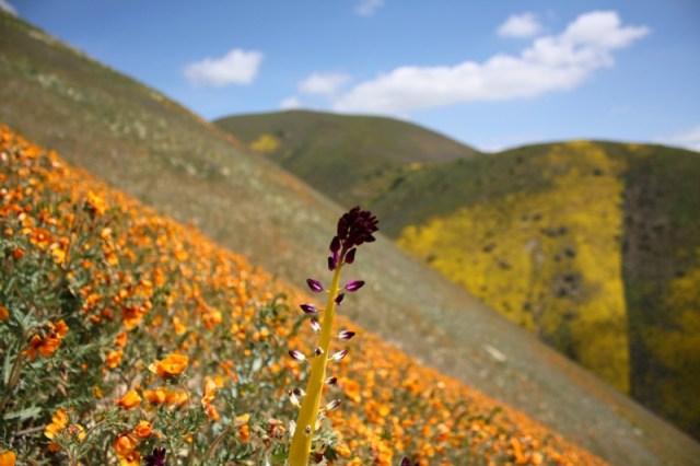 Temblor Range wildflowers