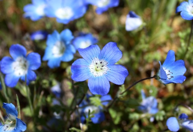Carrizo Plain wildflowers baby blue eyes