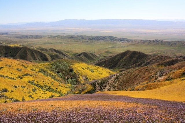 Temblor Range wildflowers