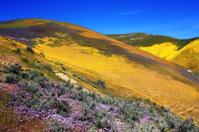 Temblor Range wildflowers