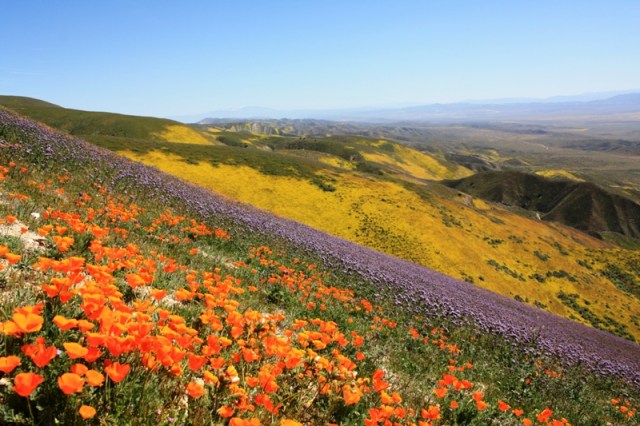 Temblor Range wildflowers