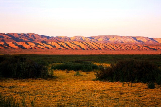 Carrizo Plain wildflowers