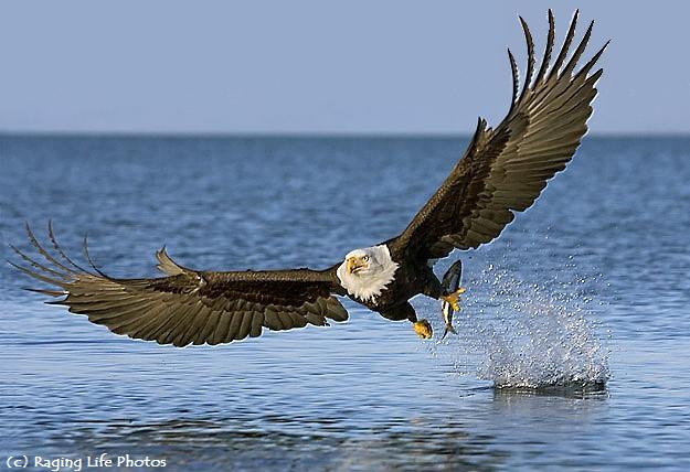 bald eagle