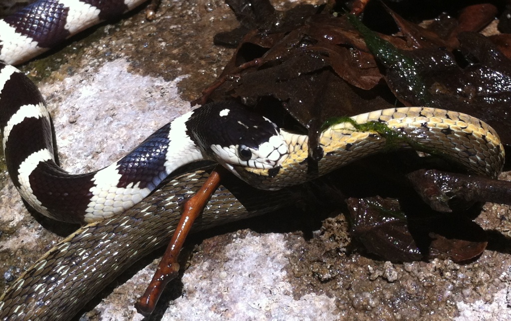 Killer King Snake | Jack Elliott's Santa Barbara Adventure