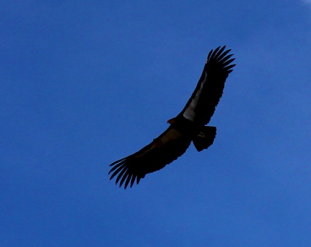 condor