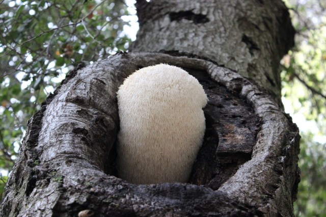 Hericium 3