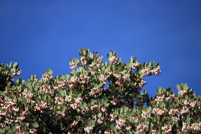 Manzanita 