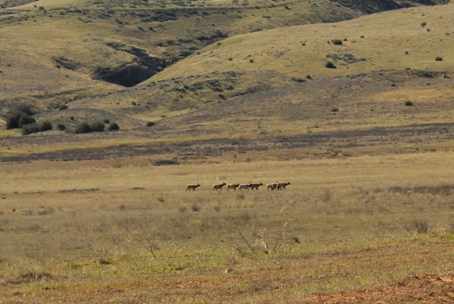 tule elk