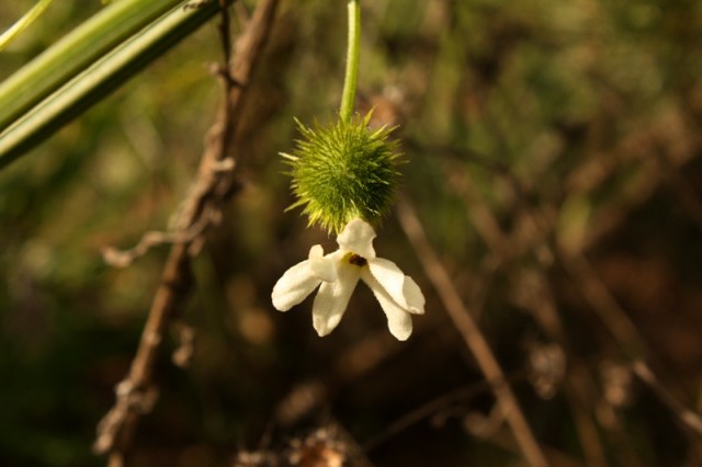 wild cucumber manroot bigroot chilicothe