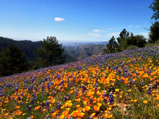 Figueroa Mountain wildflowers