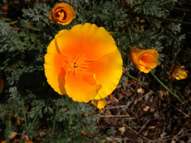 Figueroa Mountain Poppies