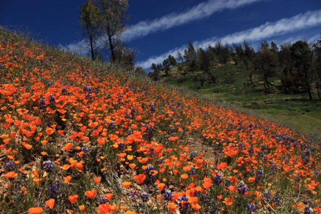 Figueroa Mountain Poppies Lupine