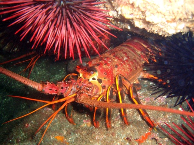 spiny lobster