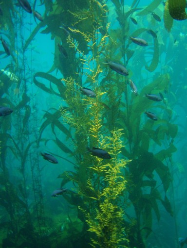 giant kelp forest Channel Islands