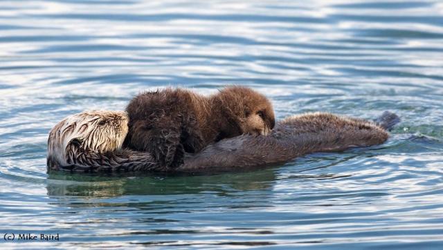 southern sea otter