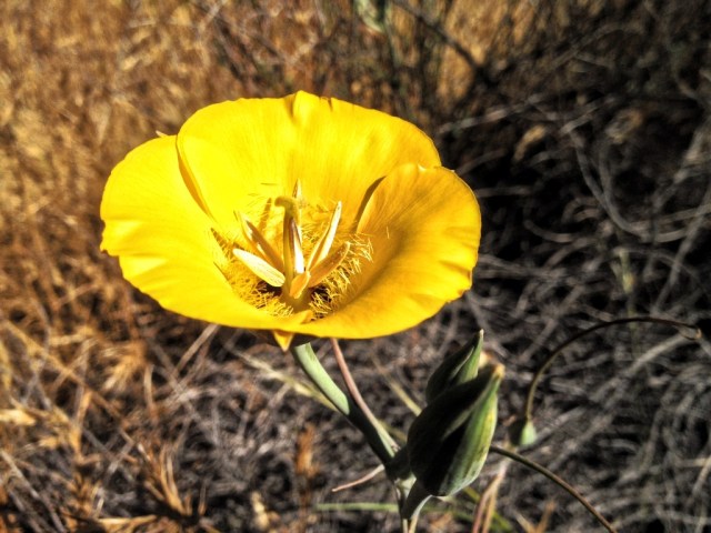 Calochortus