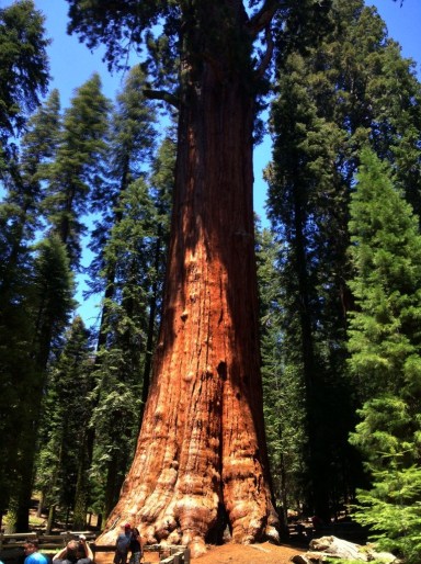 General Sherman giant Sequoia tree