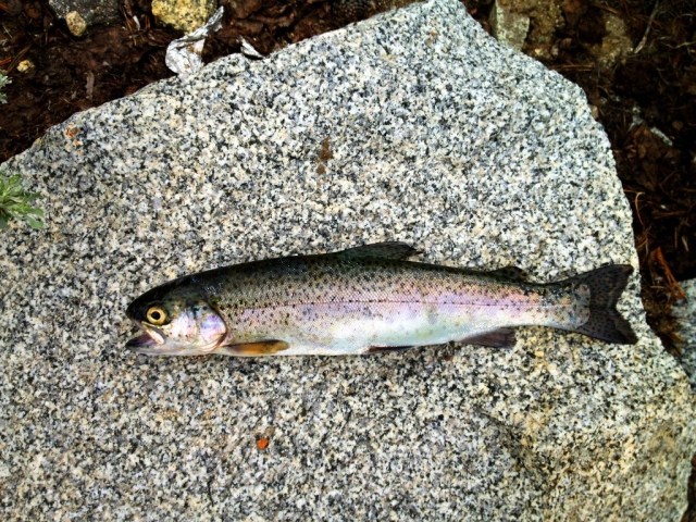 trout