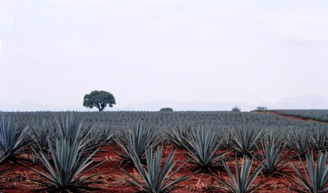 blue agave Tequila Mexico
