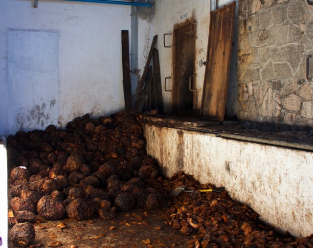 roasted agave hearts "pinas"