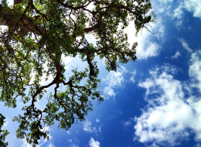 san rafael wilderness oak tree