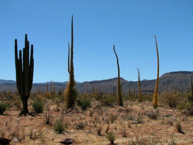 Sonoran Desert Mexico