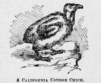 California condor chick National tribune, November 14, 1895