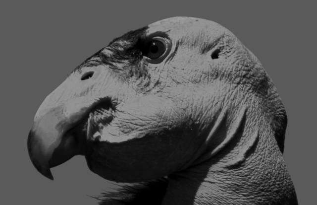 California condor head