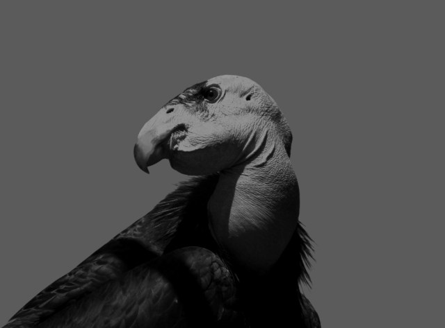 California condor Santa Barbara Zoo