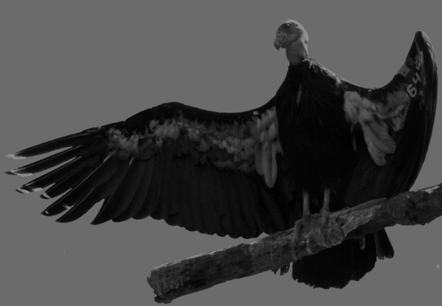California condor sunning wings spread