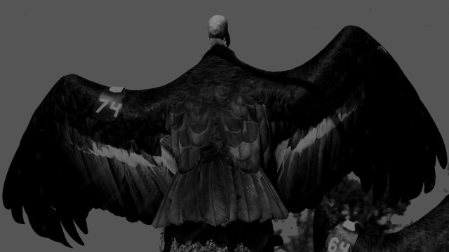 California Condor; Timeline of Tragedy and Hope | Jack Elliott's Santa ...