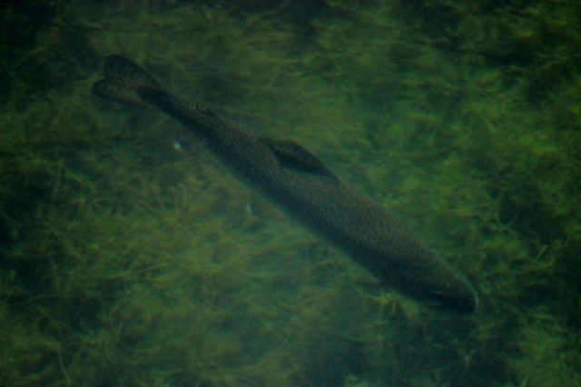 Native Steelhead Trout creek