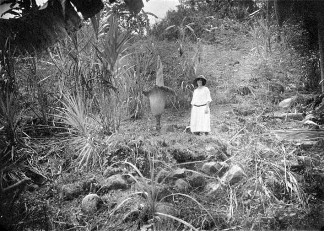 titan arum in habitat