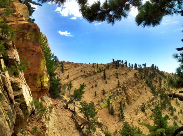 Haddock Mountain green lichen