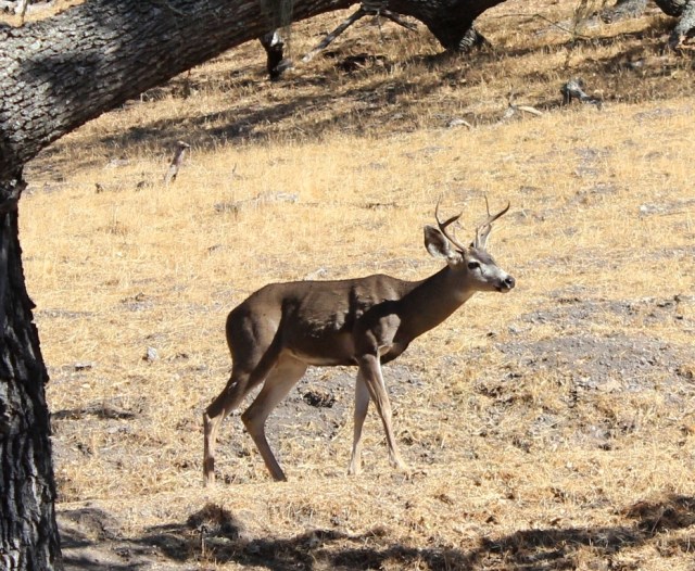 Buck Figueroa Mountain Los Padres National Forest