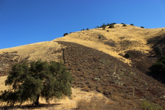 Grass Mountain Zaca Ridge