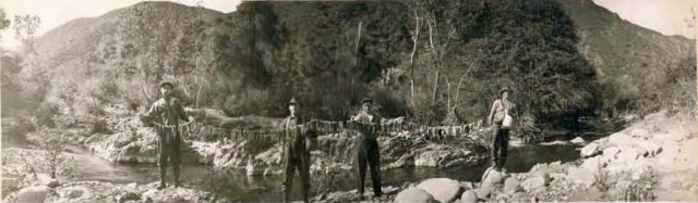 Stringer_of_Steelhead_Trout_Upper_Sisquoc_River_1916