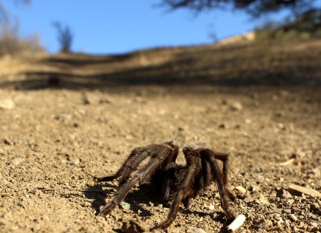 Tarantula Figueroa Mountain