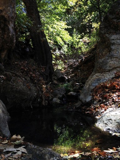 Alamo Pintado Creek Birabent Canyon