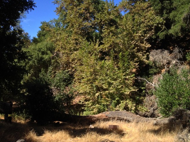 Ballard Camp upper Figueroa Mountain