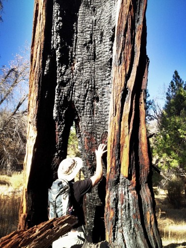 Cedar Creek Trail bear scratch